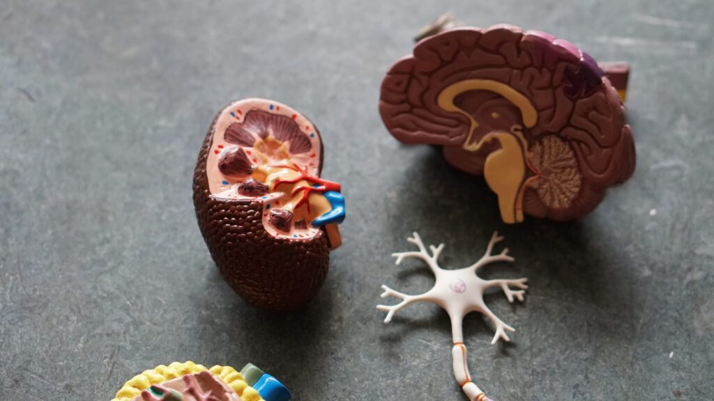 3D model of the human brain